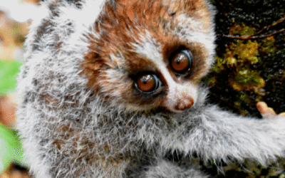 Pelatihan Teknik Inventaris Hutan Perkuat Kapasitas KPH dan Masyarakat di Kapuas Hulu