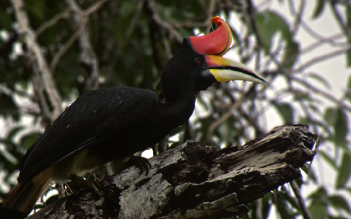 Pelatihan Jurnalistik Tingkatkan Kemampuan Menulis dan Literasi Masyarakat Kapuas Hulu